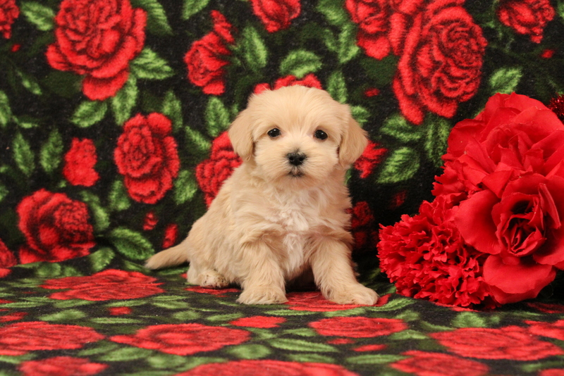 puppy, for, sale, Pomsky, Matthew B. Stoltzfus, dog, breeder, Gap, PA, dog-breeder, puppy-for-sale, forsale, nearby, find, puppyfind, locator, puppylocator, aca